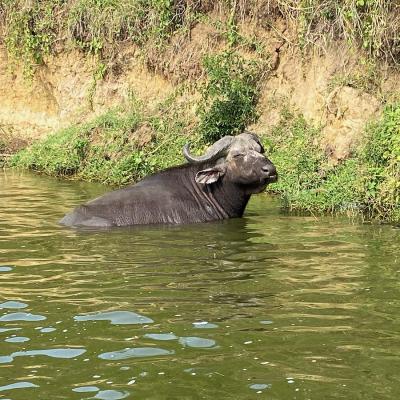 Buffalo In The Kazinga 9