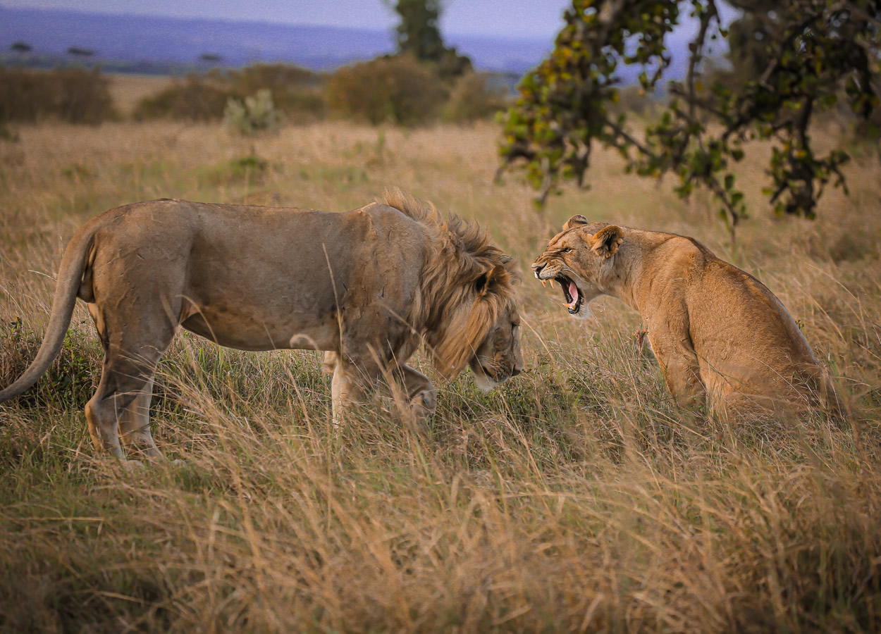 7 Days Wild Safari Kenya